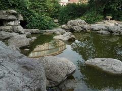 -神仙树公园