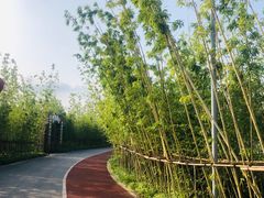 -上海长兴岛郊野公园