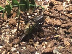 -上海昆虫博物馆