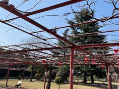 -嘉定紫藤园