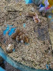 -神奇动物撸宠馆·羊驼·小浣熊·异宠(豫园店)