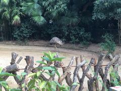 -深圳野生动物园