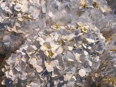 -循礼门鲜花花市(武汉循礼门店)