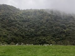 -狮子沟牧场