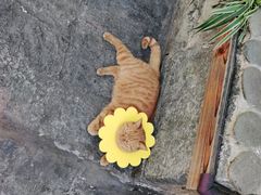 -喵屿·大理花园猫咖