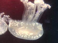 -锦艺城海洋馆