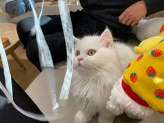 -猫腻·猫咖·撸猫馆(星光大道店)