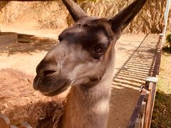 -泉州海丝野生动物世界