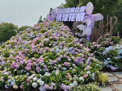 -上海滨江森林公园