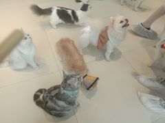 -怪兽屋·羊驼·猫咖·狗咖(俊华广场店)