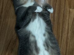 -MOCHA明星猫咖(田子坊店)