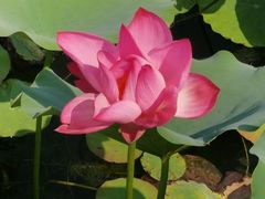 -莲花池公园