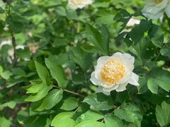 -洛阳市隋唐城遗址植物园