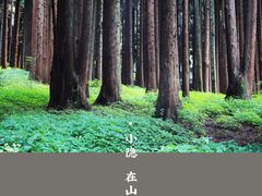 -武陵山森林公园