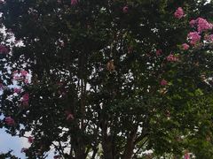 -官人桥番茄米线(温江行署店)