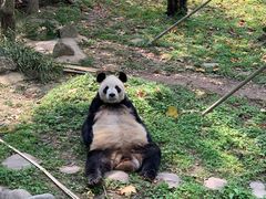 -都江堰中华大熊猫苑