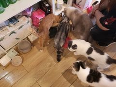 -Cappucimeow猫咪咖啡馆(韦伯时代店)