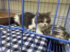 -瑞鹏宠物医院·骨科·猫科·内科(第一中心)