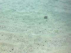 -珊瑚岛