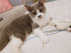 -BABIT巴比特宠物(MOMOPARK店)