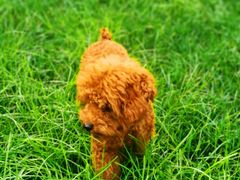 -宠福鑫康馨动物医院·骨科·眼科