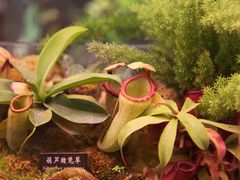 -中国科学院西双版纳热带植物园
