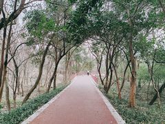 -紫金山山顶公园