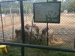 -北京麋鹿生态实验中心