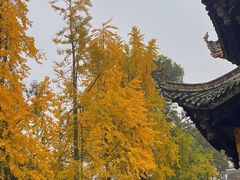 -青羊宫