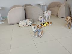 -怪兽屋·羊驼·猫咖·狗咖(俊华广场店)