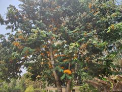 -中国科学院西双版纳热带植物园