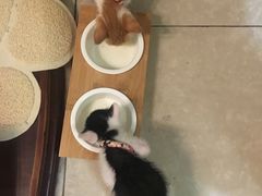 -爱侣宠医·鹦鹉专科·小型哺乳类·异宠专科(灵石路店)