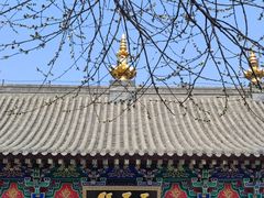 -护国法轮寺