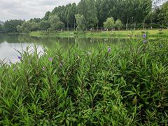 -洋湖国家湿地公园