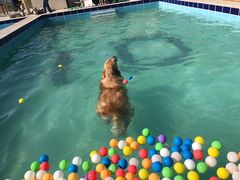 -趣玩宠物乐园寄养训犬训狗游泳池