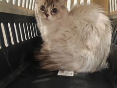 -伟伟宠物医院·CT影像中心·瑞派犬猫综合性门诊(汉口总院)