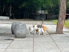 -四门塔风景区