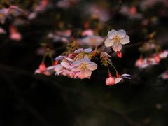 -顾村公园