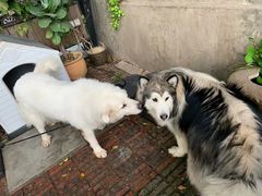 -more than meow吴止猫主题餐厅(承德 中船汇店)