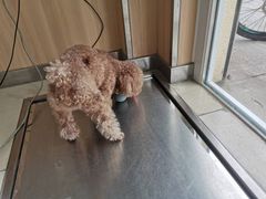 -宠福鑫康馨动物医院·骨科·眼科