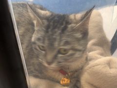 -瑞派宠物医院·犬猫全科·猫友好(宾水西道店)