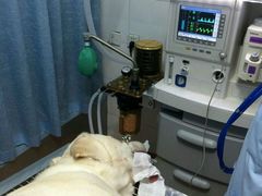 -瑞派宠物医院(锦江店)