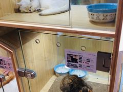 -屋虎猫馆(宝安大仟里店)