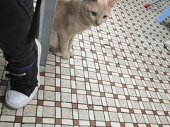 -伦记软滑肠粉