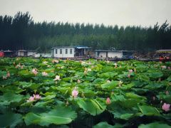 -微山湖红荷湿地景区