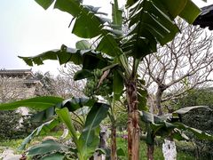 -番禺大夫山森林公园