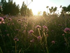 -羊亭河湿地公园