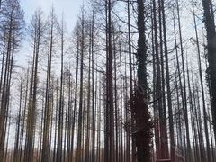 -黄海国家森林公园