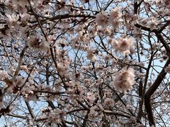 -桃花堤公园