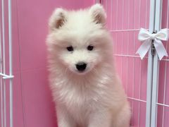 -翊宠yipet猫狗购宠庄园犬舍•猫舍